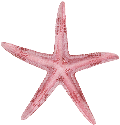 something cute ilustración estrella de mar
